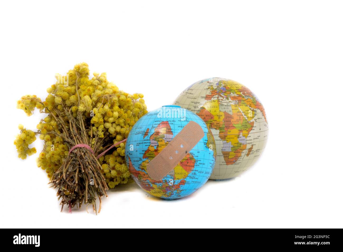 Globes aux fleurs jaunes Banque D'Images