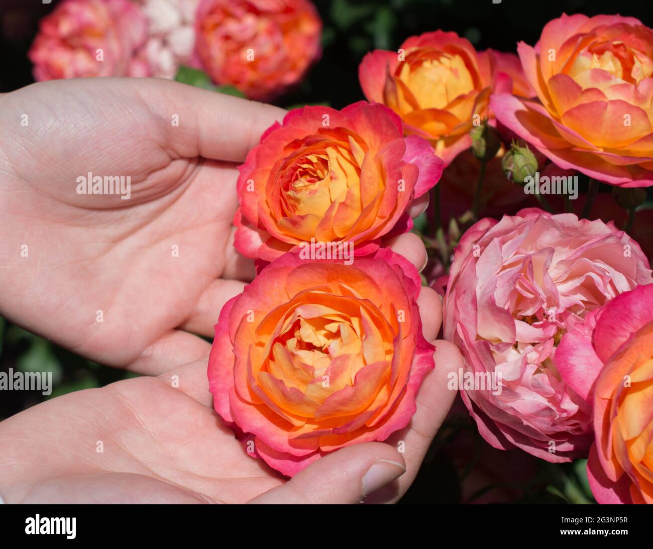 Belles roses dans la main Banque D'Images