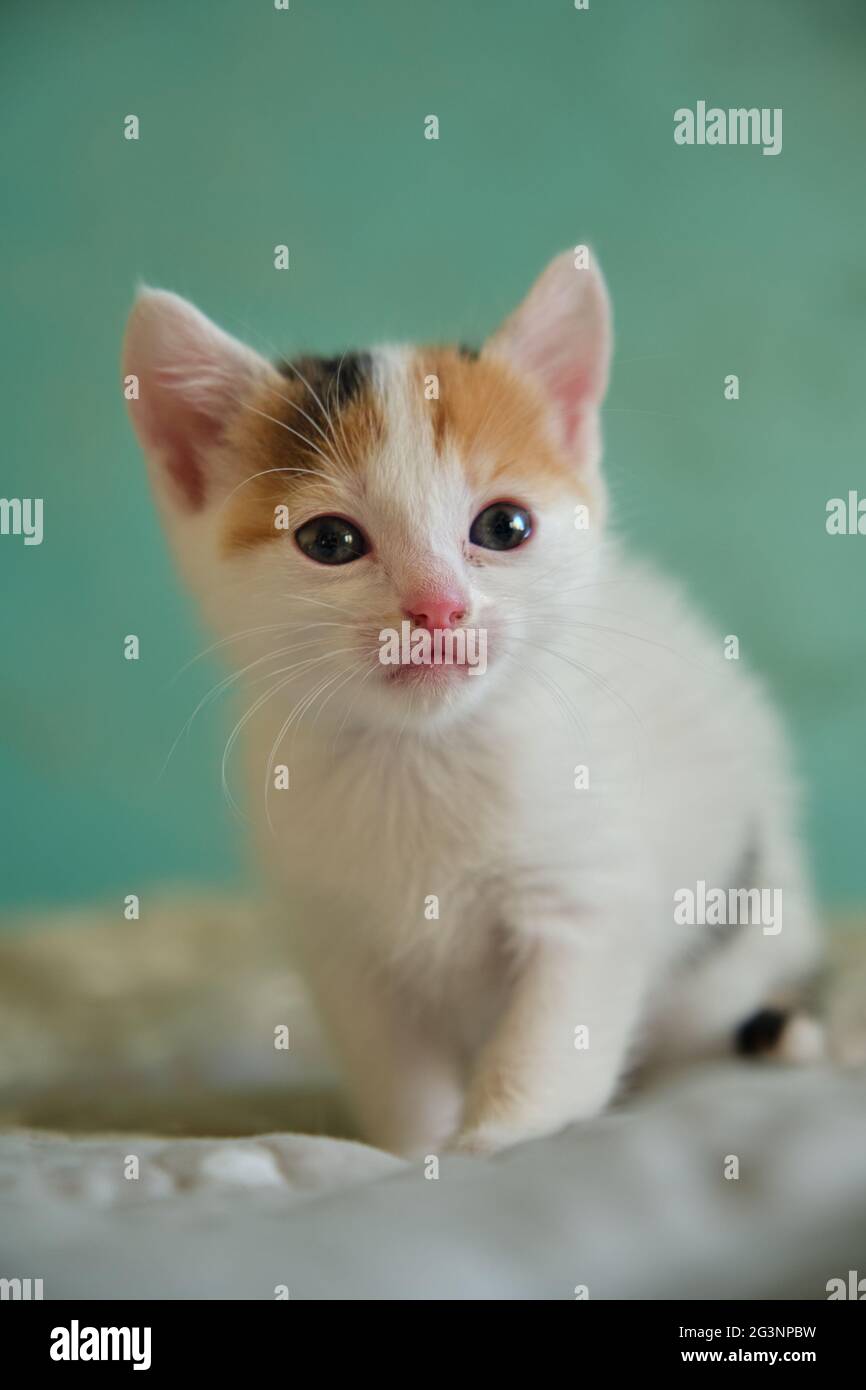 un petit chaton blanc avec des taches rouges Banque D'Images