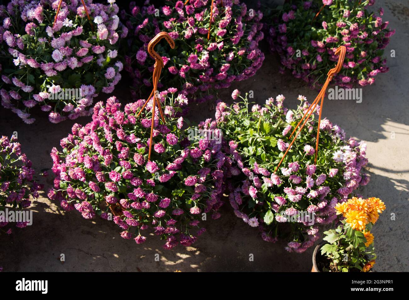 De belles fleurs dans la nature Banque D'Images