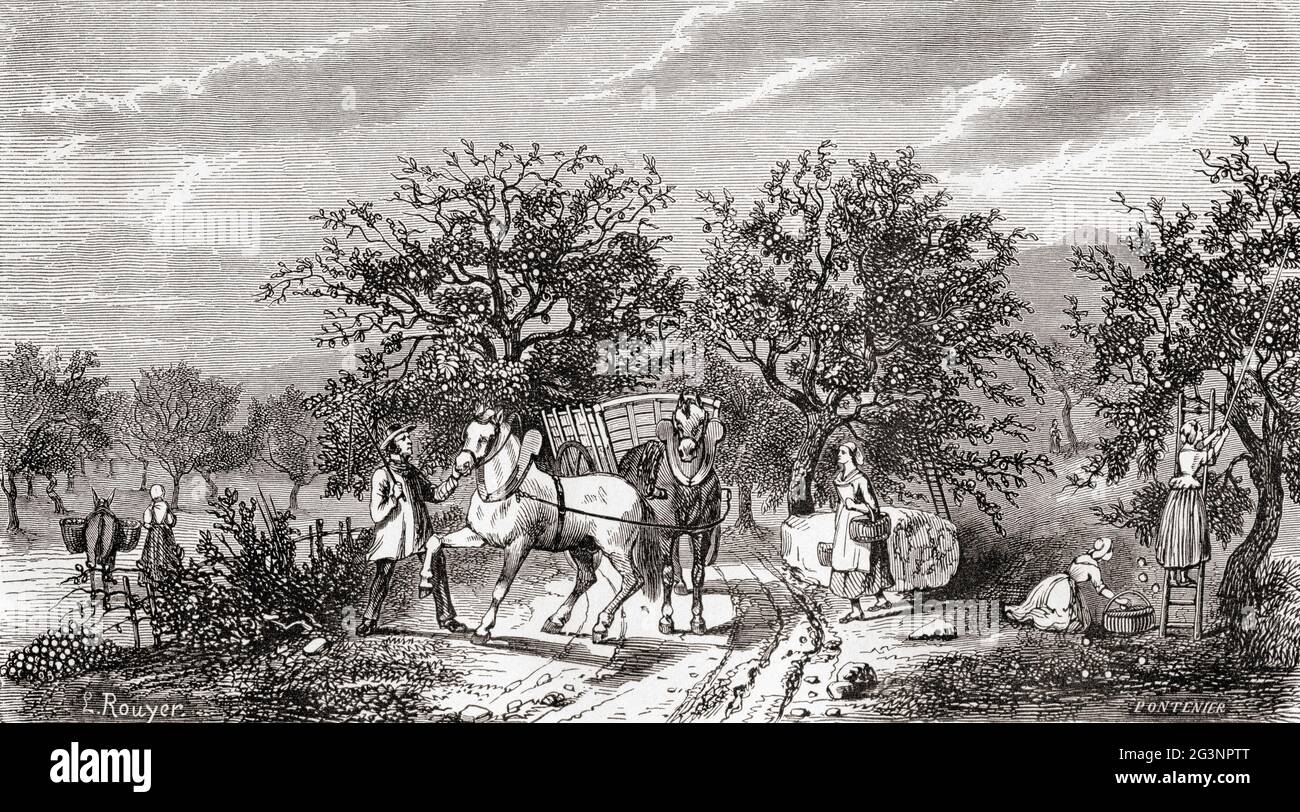 Les travailleurs cueillant des pommes en Normandie, France, au XIXe siècle. Du restaurant du foyer ou notions scientifiques sur les Objets Usuels de la vie, publié en 1864 Banque D'Images Les travailleurs cueillant des pommes en Normandie, France, au XIXe siècle. Du restaurant du foyer ou notions scientifiques sur les Objets Usuels de la vie, publié en 1864 Banque D'Images