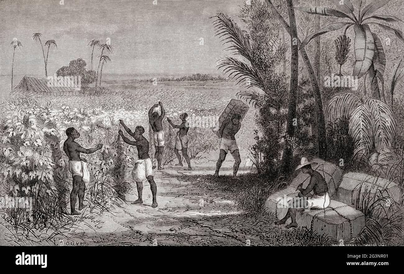 Esclaves récoltant du coton en Amérique du Sud, 19e siècle. Du restaurant du foyer ou notions scientifiques sur les Objets Usuels de la vie, publié en 1864 Banque D'Images