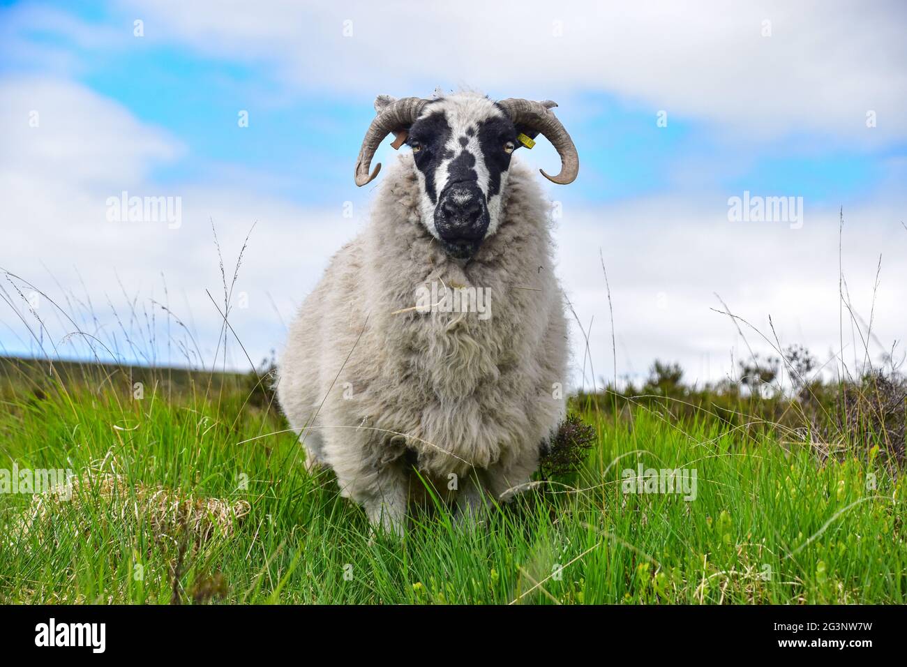 RAM à cornes Banque D'Images