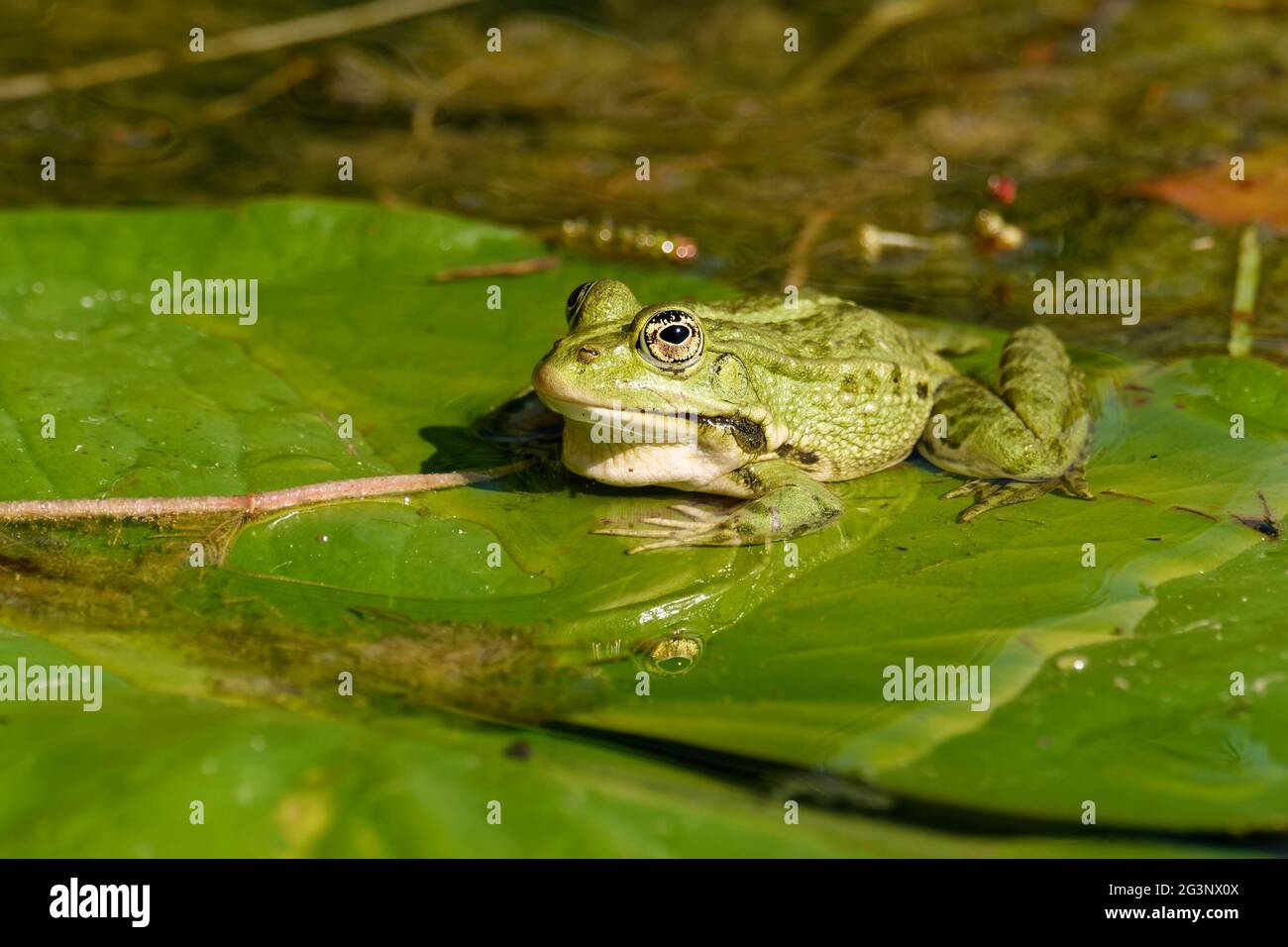 Grenouille de l’étang Banque D'Images
