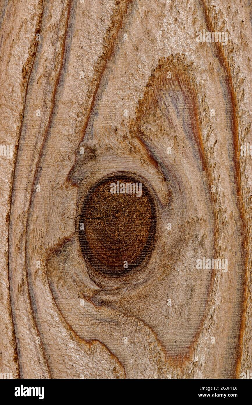 Bois de pin traité avec noeud serré dans une section de clôture en bois montrant des détails abstraits, des motifs et des textures. Banque D'Images