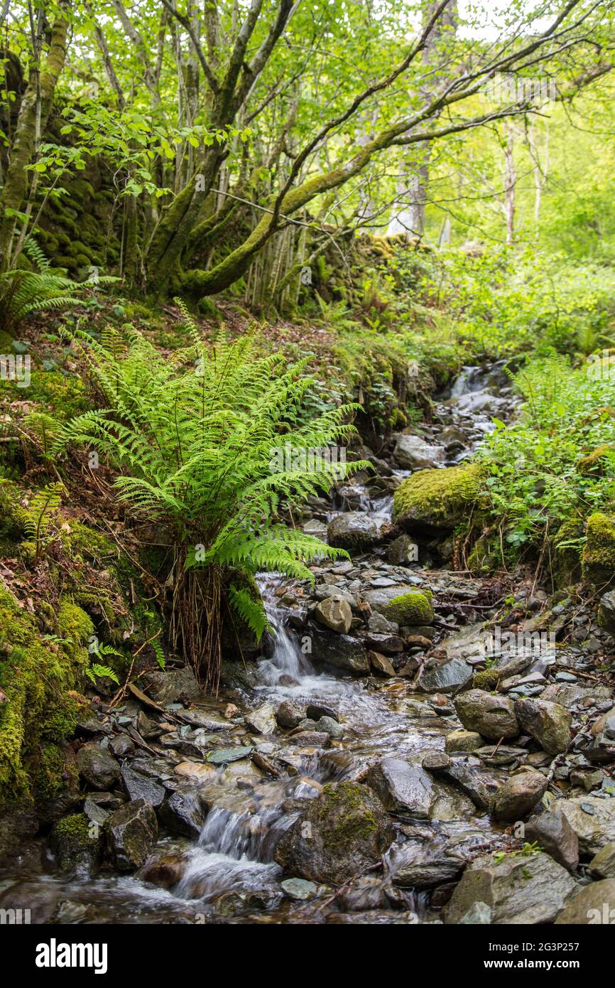 Eau en cascade dans un petit ruisseau dans le Lake District Banque D'Images