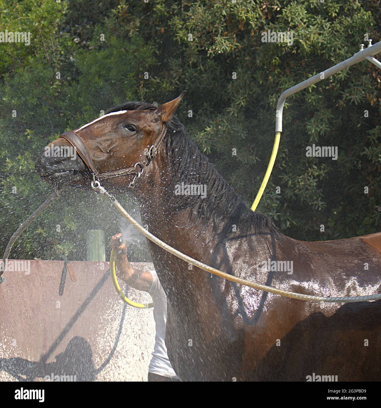 Cheval lusitanien appréciant une bonne douche fraîche après le travail de dressage avec le cavalier Banque D'Images