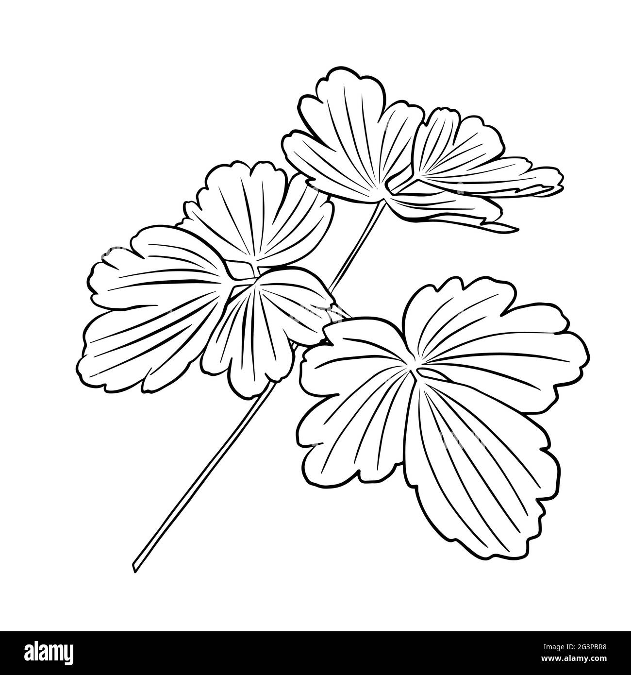 Contours des feuilles d'aquilegia. Clipart vecteur isolé. Motif botanique monochrome dessiné à la main minimal. Illustration de Vecteur