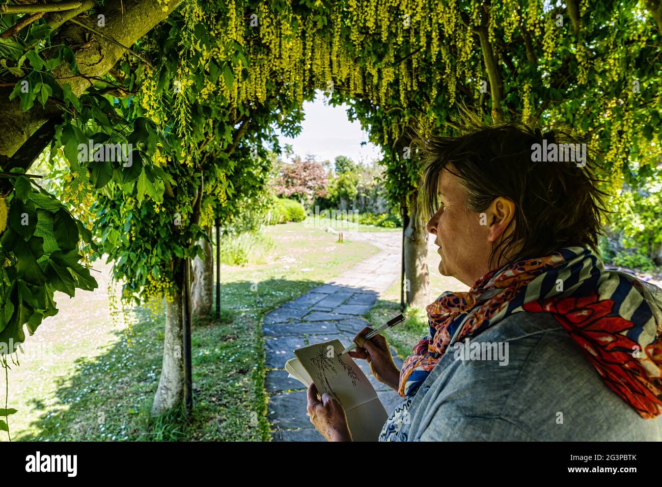 Haddington, East Lothian, Écosse, Royaume-Uni, 17 juin 2021. Arc de Laburnum en fleur : Lynn Fraser, une artiste locale et dessinatrice connue sous le nom de Fantoosh Art, esquisse la belle arche d’arbre qui se trouve dans la Pléasance de St Mary, un jardin fortifié au patrimoine Banque D'Images