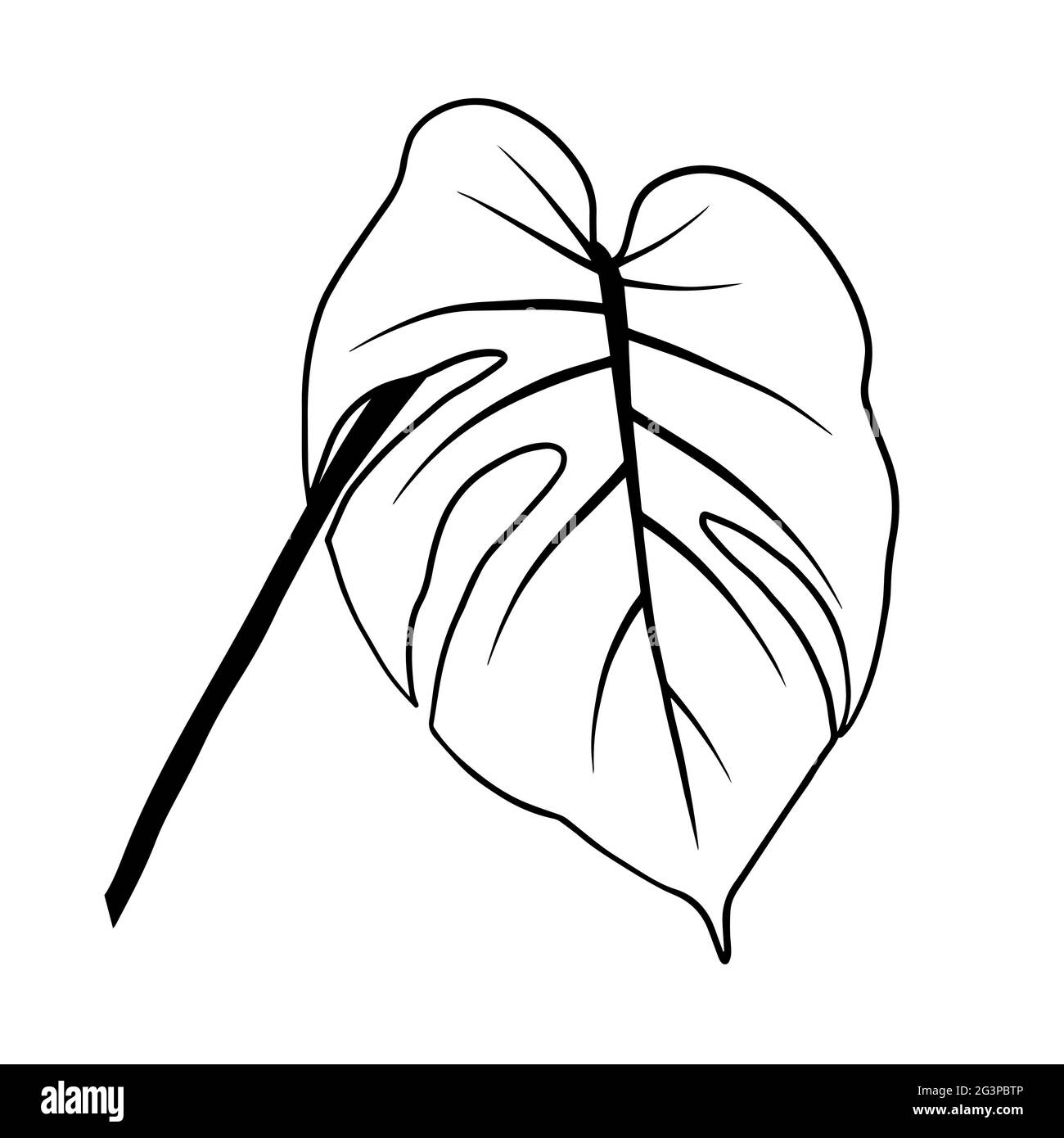 Contours de feuilles de monstère. Clipart vecteur isolé. Motif botanique monochrome dessiné à la main minimal. Illustration de Vecteur Contours de feuilles de monstère. Clipart vecteur isolé. Motif botanique monochrome dessiné à la main minimal. Illustration de Vecteur
