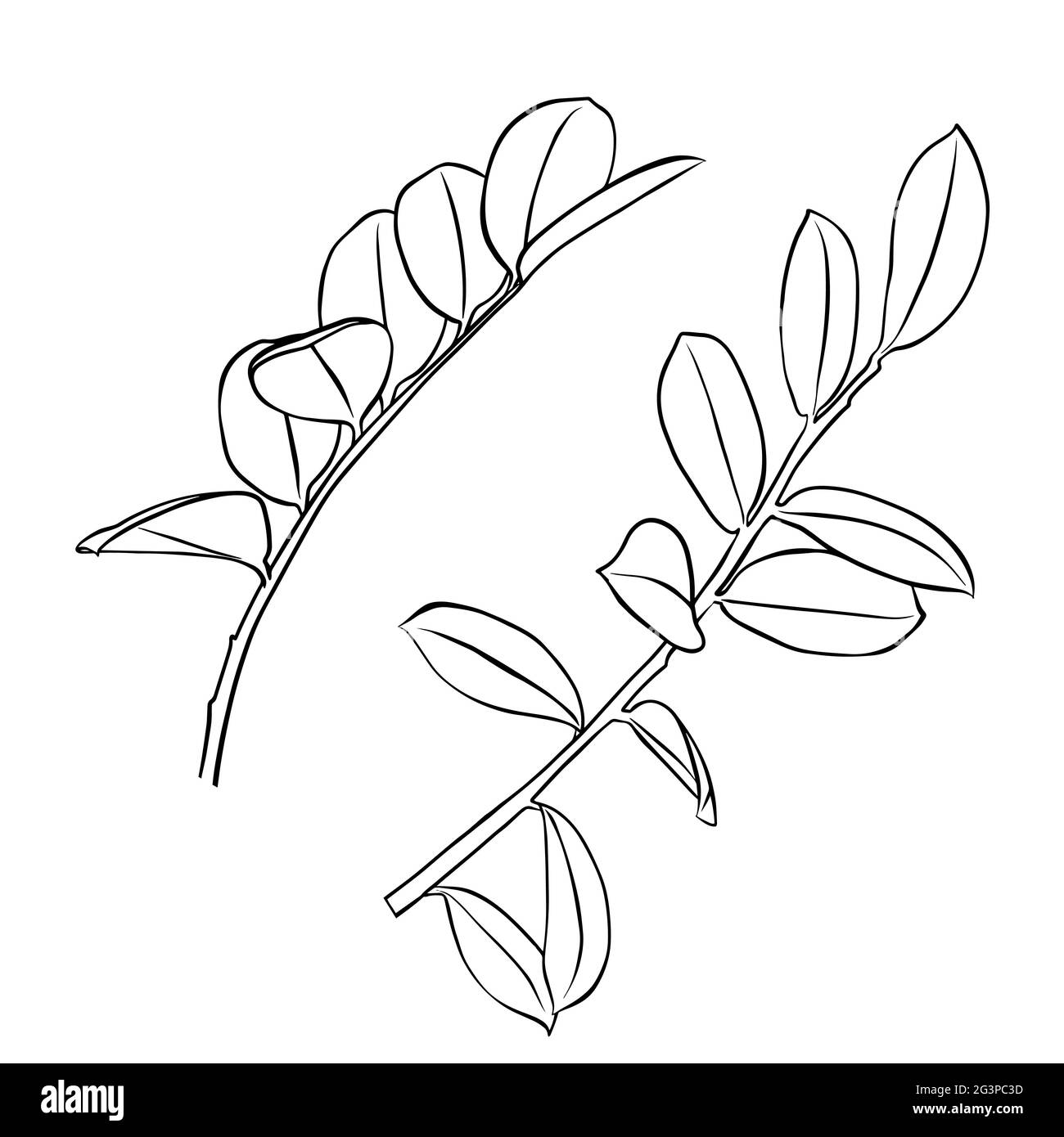 Contours des feuilles de zamioculcas. Clipart vecteur isolé. Motif botanique monochrome dessiné à la main minimal. Illustration de Vecteur Contours des feuilles de zamioculcas. Clipart vecteur isolé. Motif botanique monochrome dessiné à la main minimal. Illustration de Vecteur