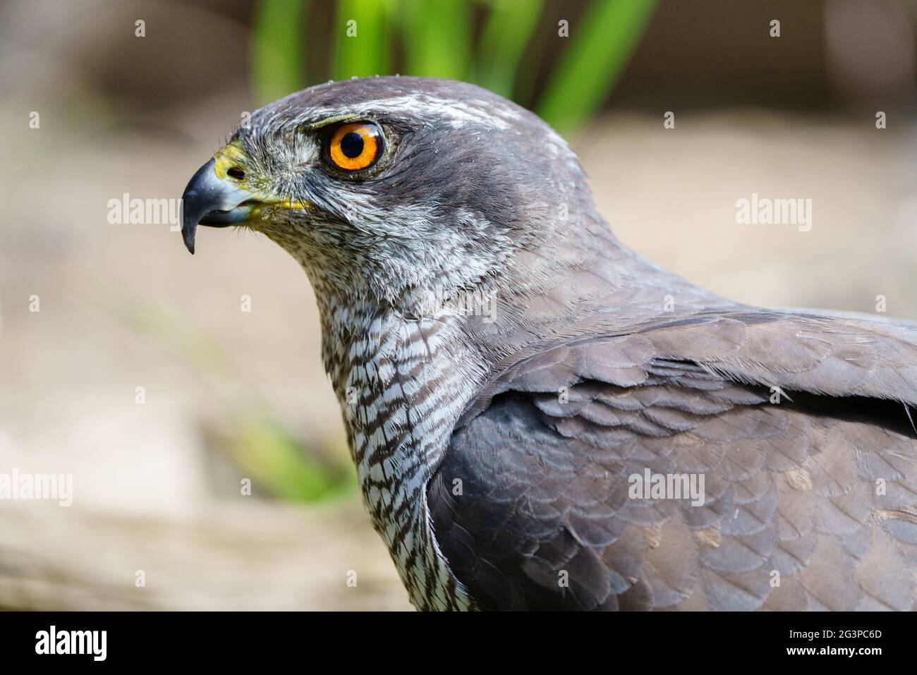 Vue rapprochée du Northern Gooshawk (Accipiter gentilis), avec arrière-plan hors foyer. Banque D'Images