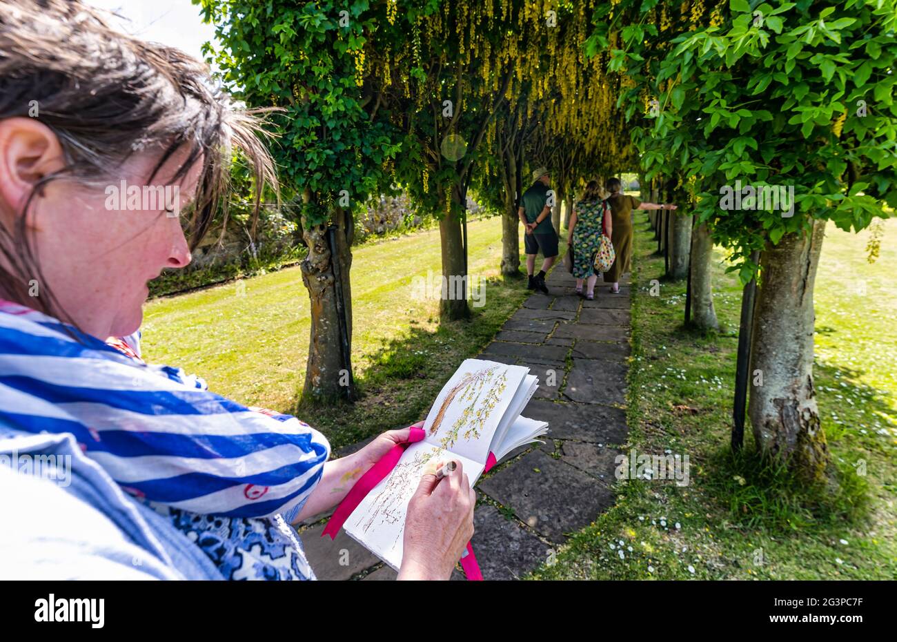 Haddington, East Lothian, Écosse, Royaume-Uni, 17 juin 2021. Arc de Laburnum en fleur : Lynn Fraser, une artiste locale et dessinatrice connue sous le nom de Fantoosh Art, esquisse la belle arche d’arbre qui se trouve dans la Pléasance de St Mary, un jardin fortifié au patrimoine Banque D'Images