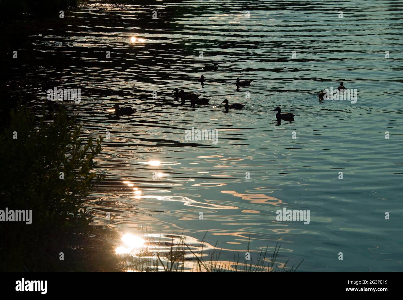 Canards sauvages le soir sur le lac. Banque D'Images
