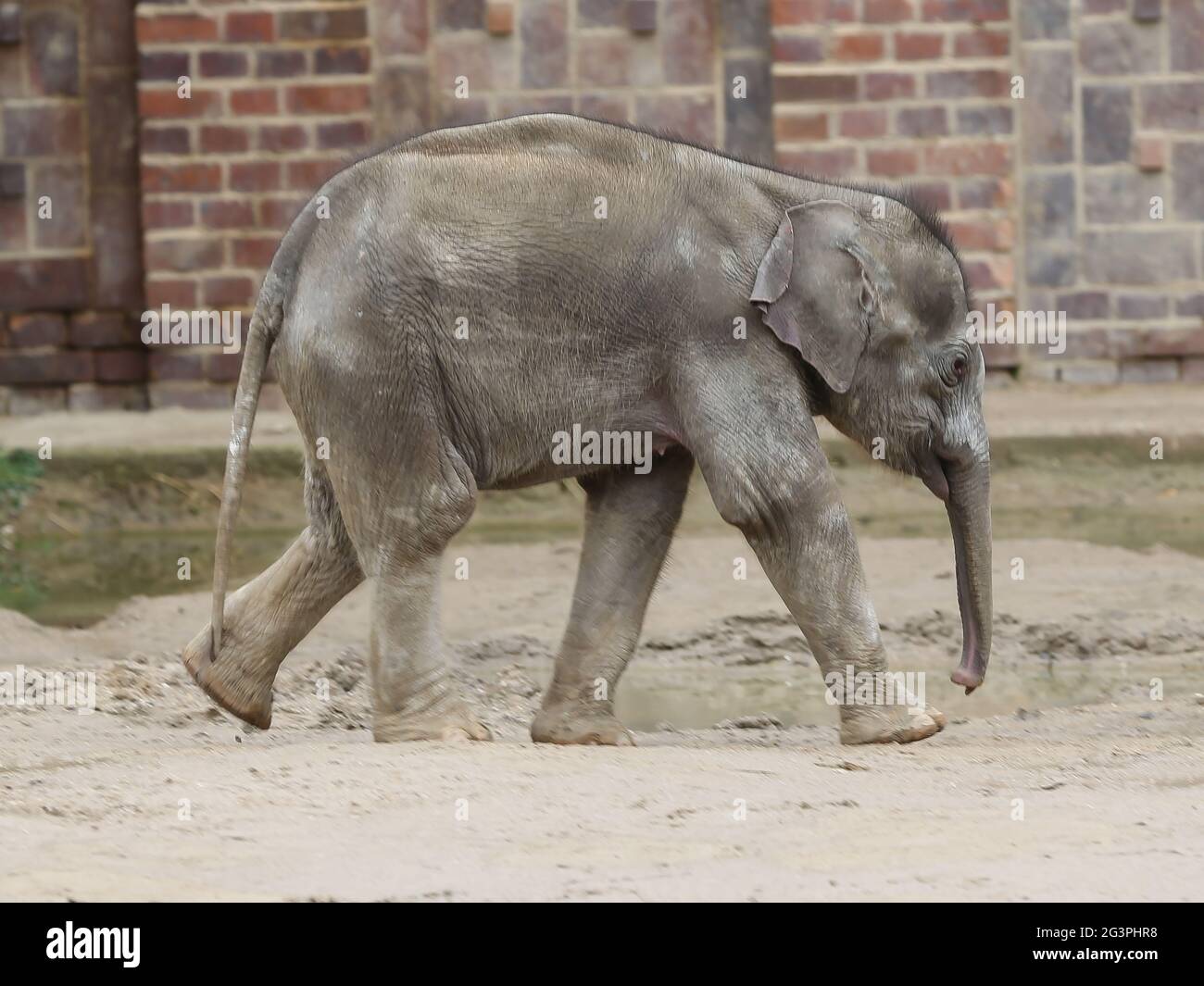 Bébé éléphant asiatique Kiran dans le temple de l'éléphant Ganesha Mandir du ZOO de Leipzig Banque D'Images