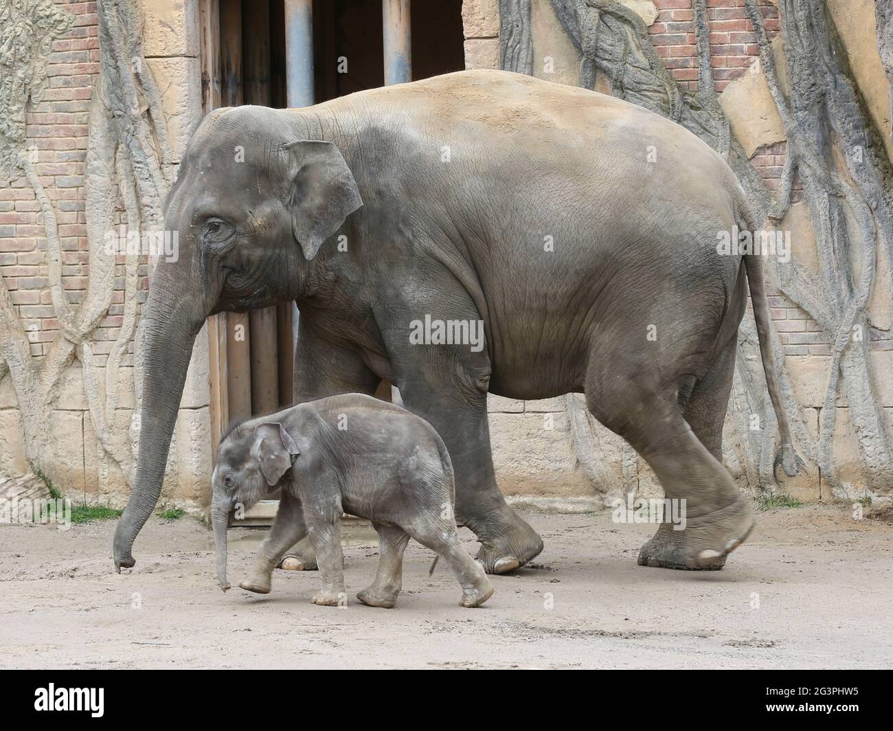 La vache asiatique d'éléphant Rani avec le bébé asiatique d'éléphant Kiran dans le temple d'éléphant Ganesha Mandir ZOO Leipzig Banque D'Images