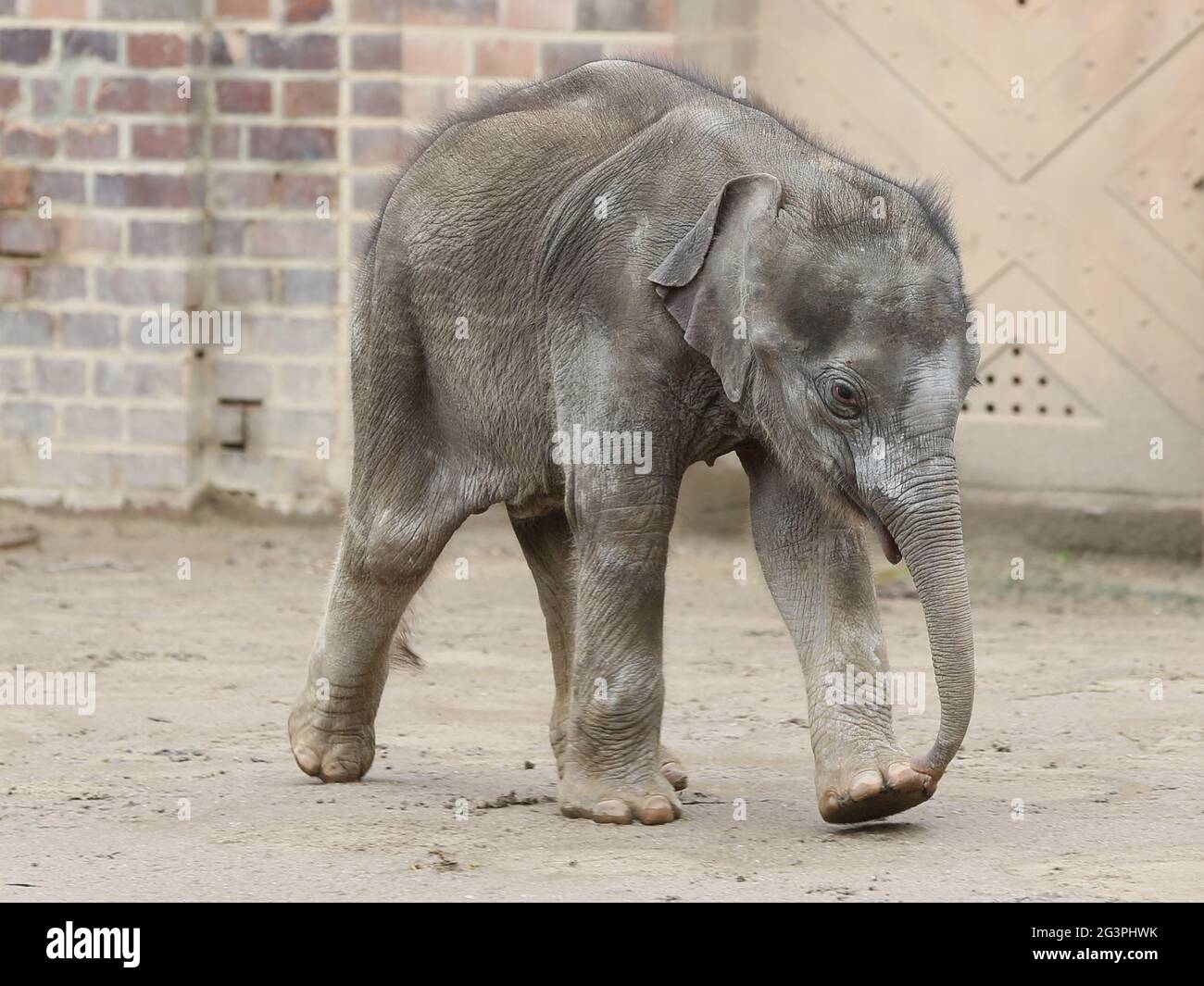 Bébé éléphant asiatique Kiran dans le temple de l'éléphant Ganesha Mandir du ZOO de Leipzig Banque D'Images