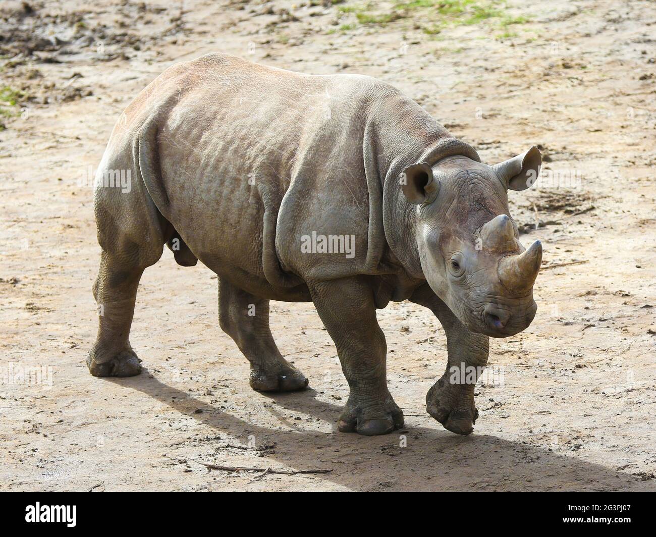 Progéniture du rhinocéros noir d'Afrique de l'est au Soudan à Kiwara-Kopje du ZOO de Leipzig Banque D'Images