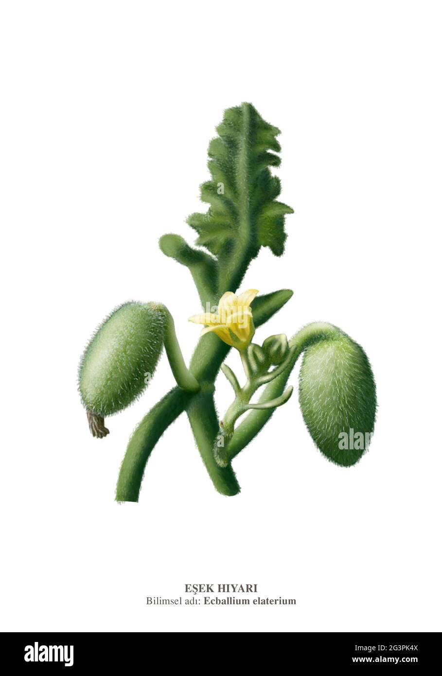 Ecballium elaterium écurant le concombre ou explosant le concombre.E. elaterium est originaire d'Europe, d'Afrique du Nord et des régions tempérées d'Asie, Banque D'Images
