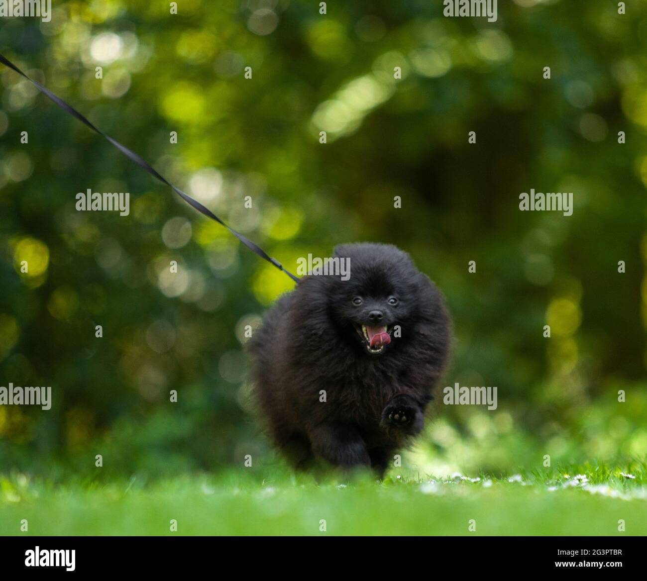 spitz pomeranien noir sur fond d'herbe verte. Banque D'Images