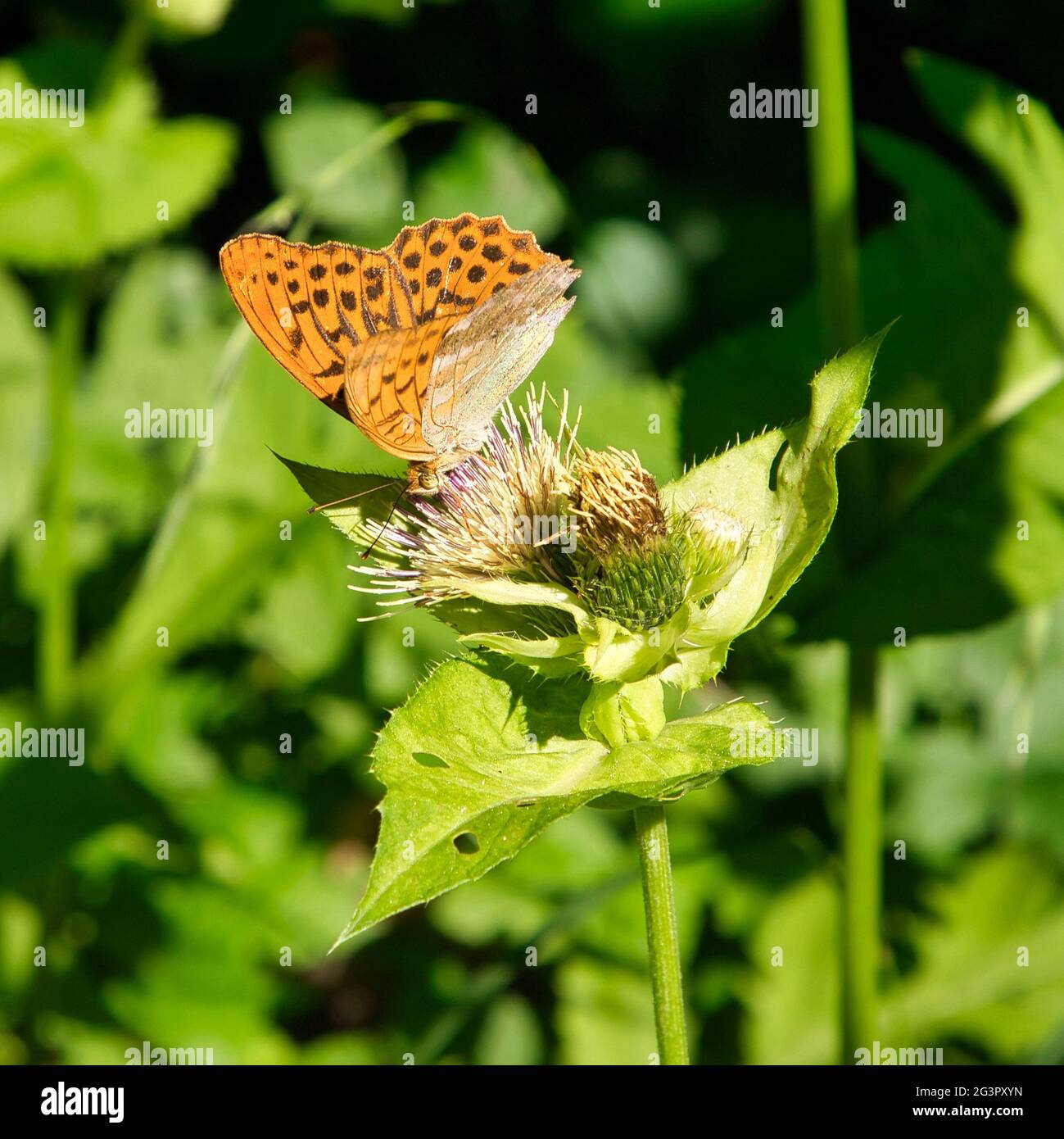 Fritillaire lavé à l'argent sur un chardon en Autriche Banque D'Images