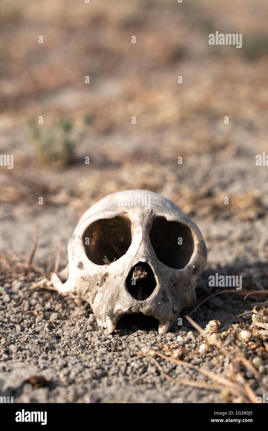 Le singe crâne à Agra Banque D'Images