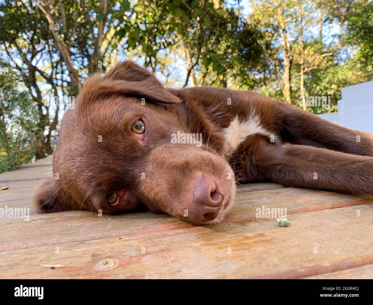 Chocolate Labrador Retriever couché sur un plancher en bois Banque D'Images