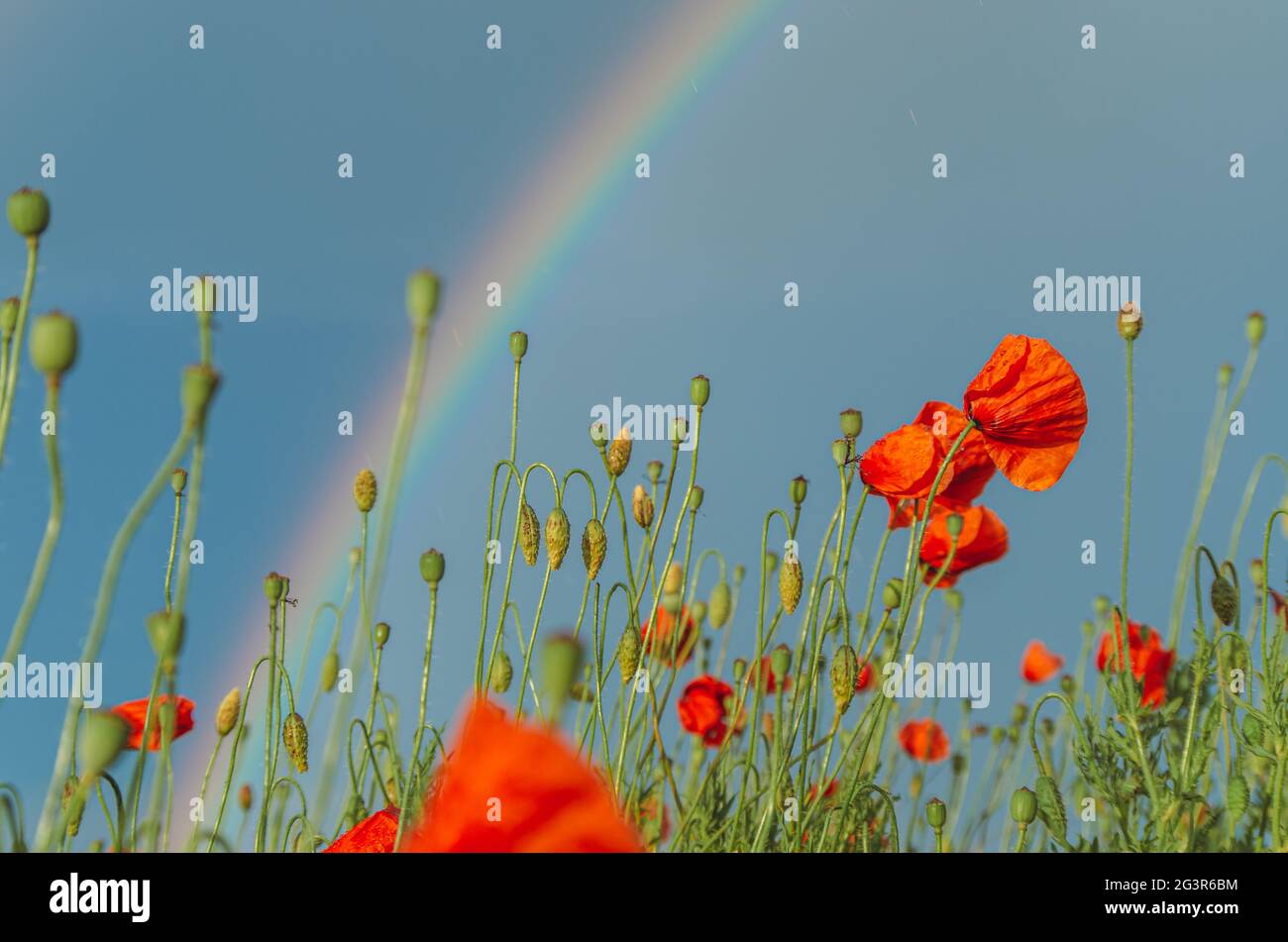 Décor lumineux de fleurs de pavot rouges illuminées par la lumière dorée du soir, sous la pluie d'été, avec gouttes de pluie sur les pétales, arc-en-ciel partiel et ciel bleu à l'arrière Banque D'Images