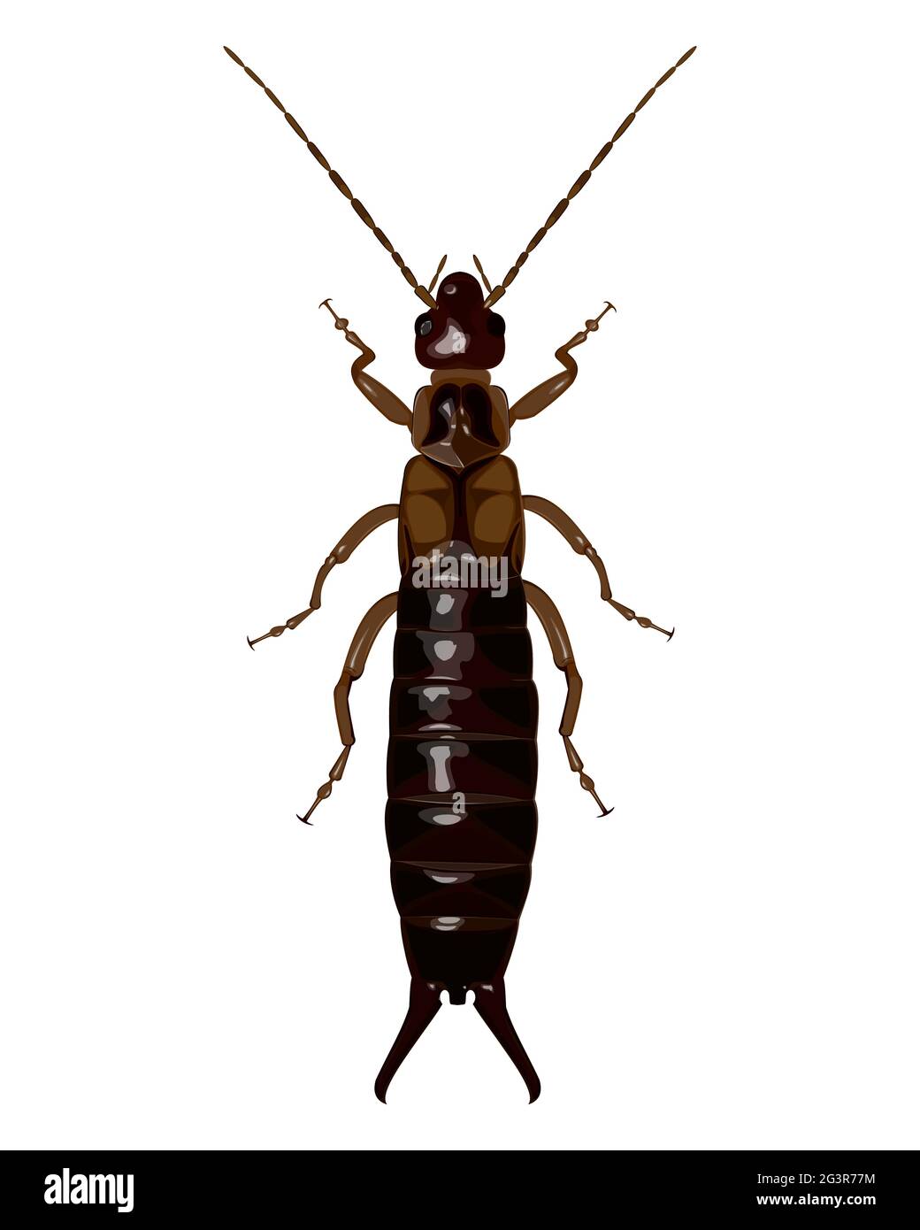 image isolée du scarabée sur fond blanc Illustration de Vecteur
