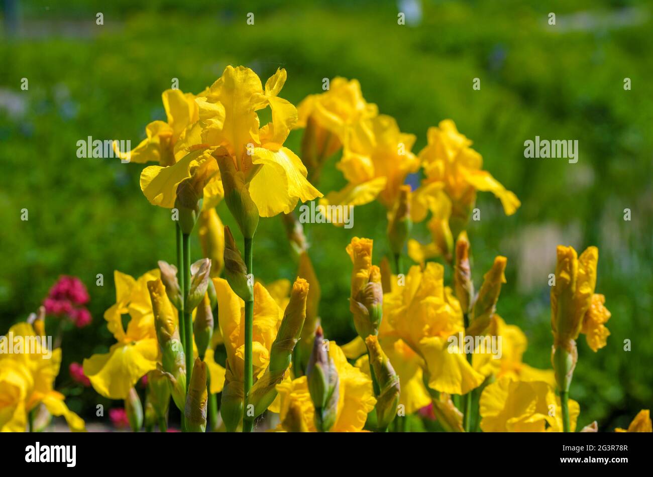 Fleurs jaunes de fleurs de dragon au soleil dans un jardin ornemental à Tulln, Autriche Banque D'Images