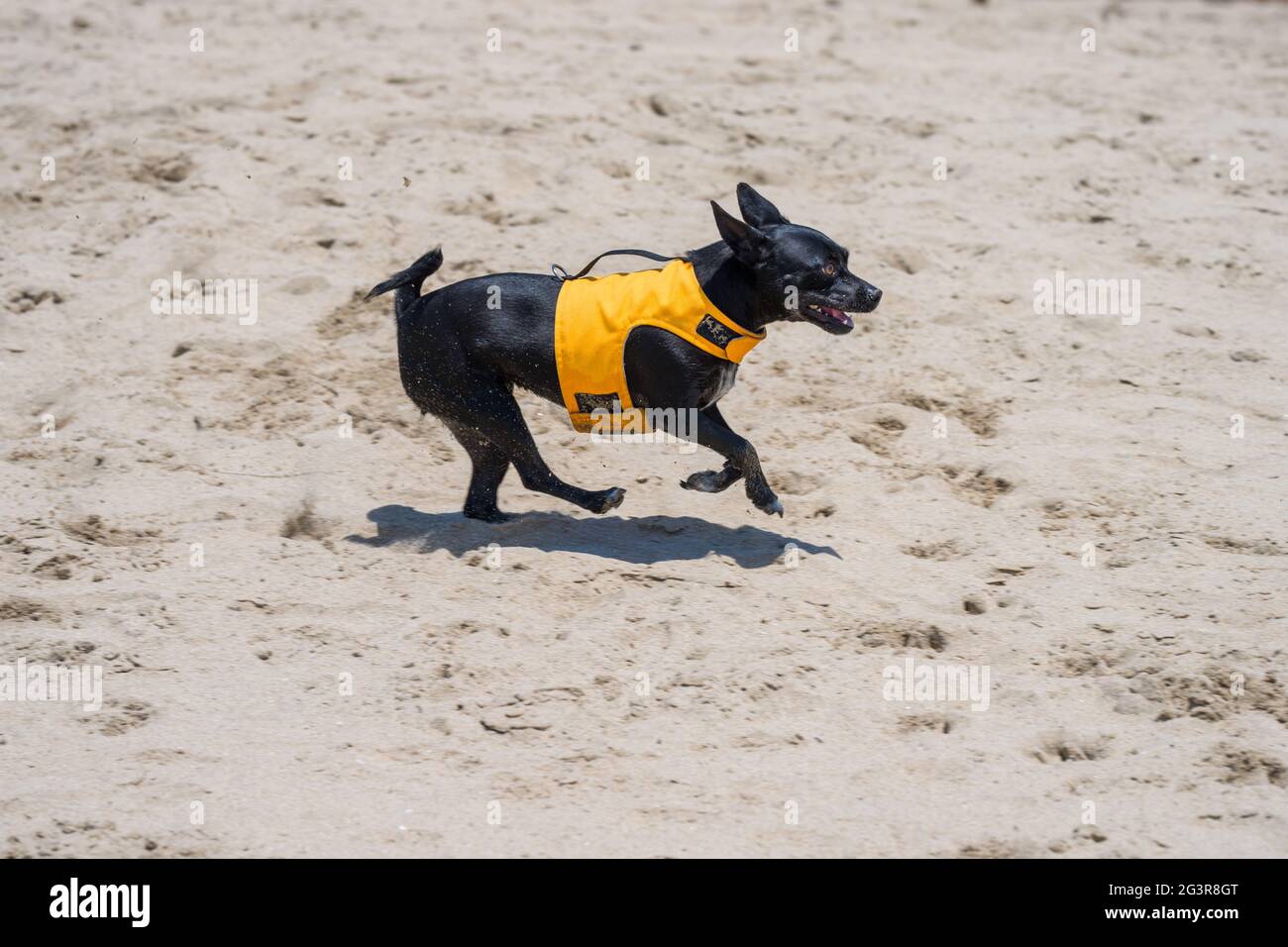 Chien Chihuahua noir jouant dans les vagues à la plage Banque D'Images