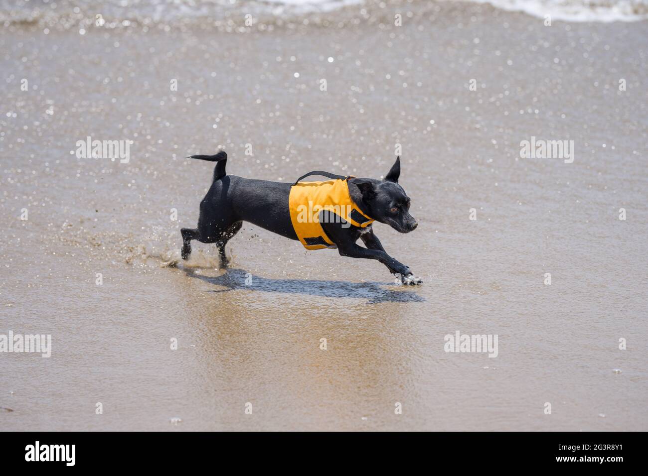 Chien Chihuahua noir jouant dans les vagues à la plage Banque D'Images