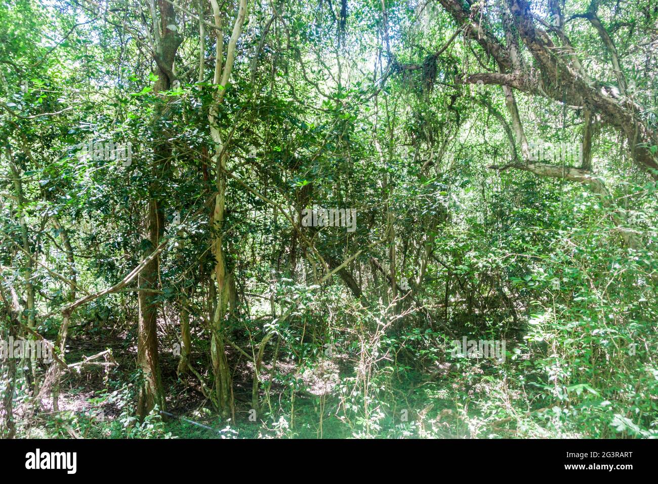 Jungle dans la réserve naturelle Esteros del Ibera, Argentine Banque D'Images