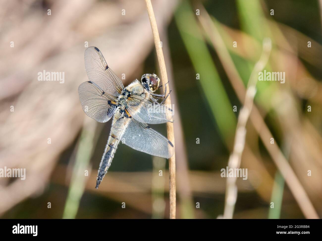 Libelle Banque D'Images