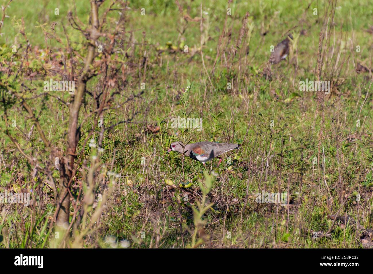 lapwing du Sud (Vanellus chilensis) à Esteros del Ibera, en Argentine Banque D'Images