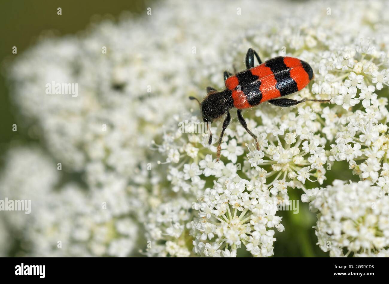 Abeille soldat Banque de photographies et d’images à haute résolution ...
