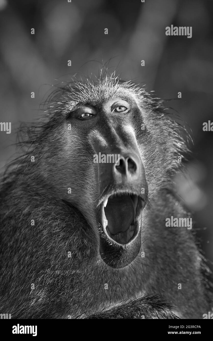 Singe babouin, Papio hamadryas ursinus, Parc National Kruger Sud , Afrique. Banque D'Images