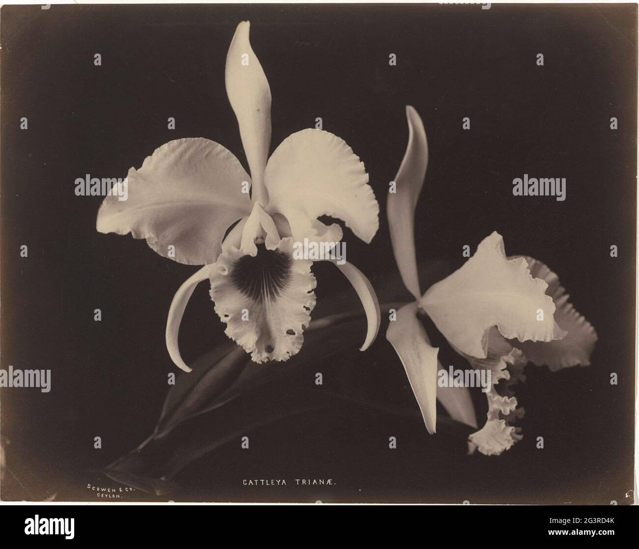 Orchid; Cattleya Trianae. Partie de l'album avec 50 photos d'un voyage à travers l'Asie du Sud-est. Banque D'Images