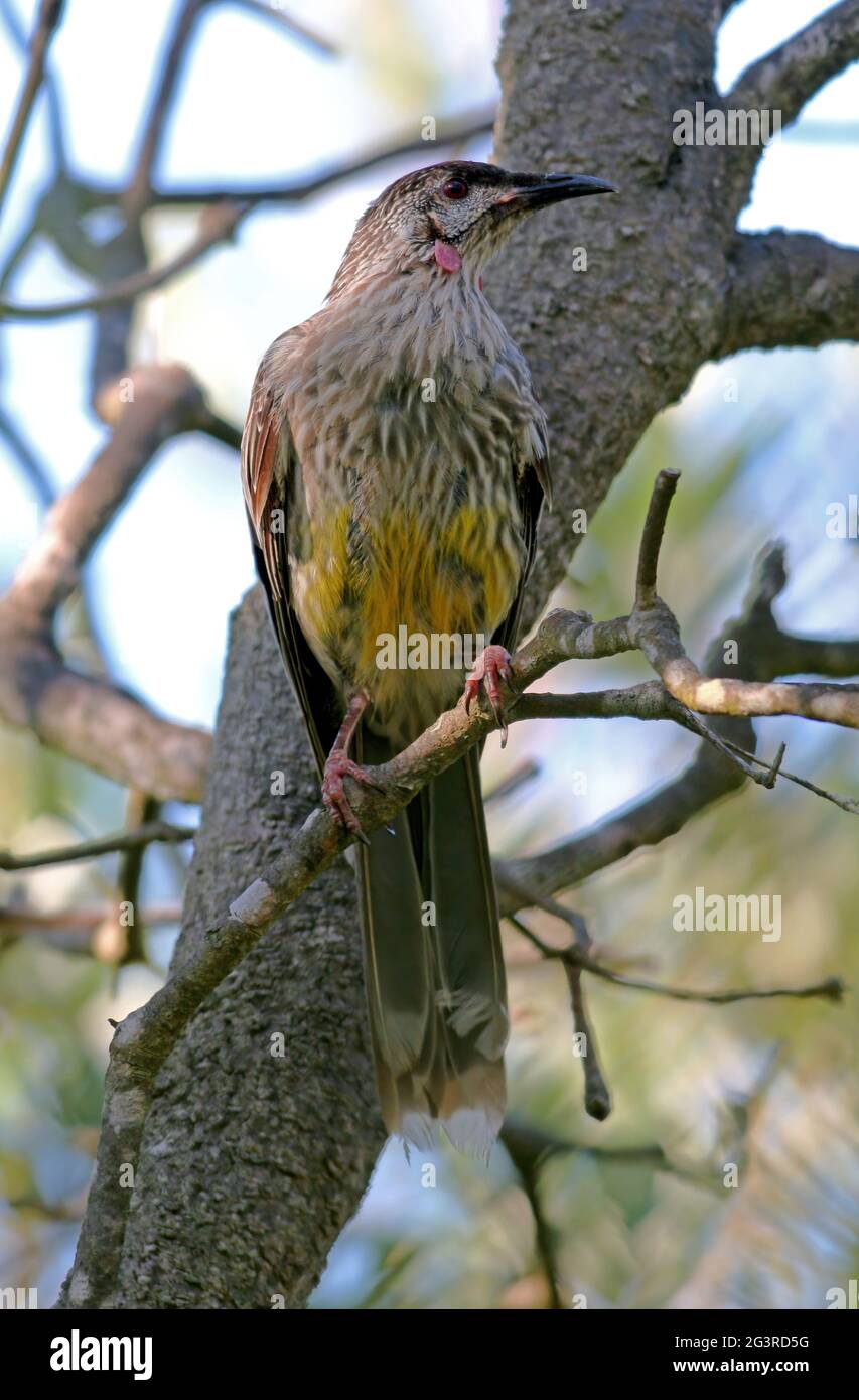 Oiseau rouge (Anthochera carunculata carunculata) adulte perché dans un arbre Nouvelle-Galles du Sud, Australie Janvier Banque D'Images