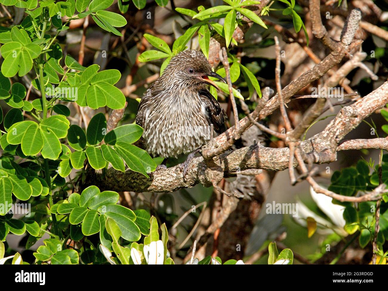 Petit oiseau de wattlebird (Anthochera chrysoptera chrysoptera) adulte perchée dans le Bush appelant la Nouvelle-Galles du Sud, Australie Janvier Banque D'Images