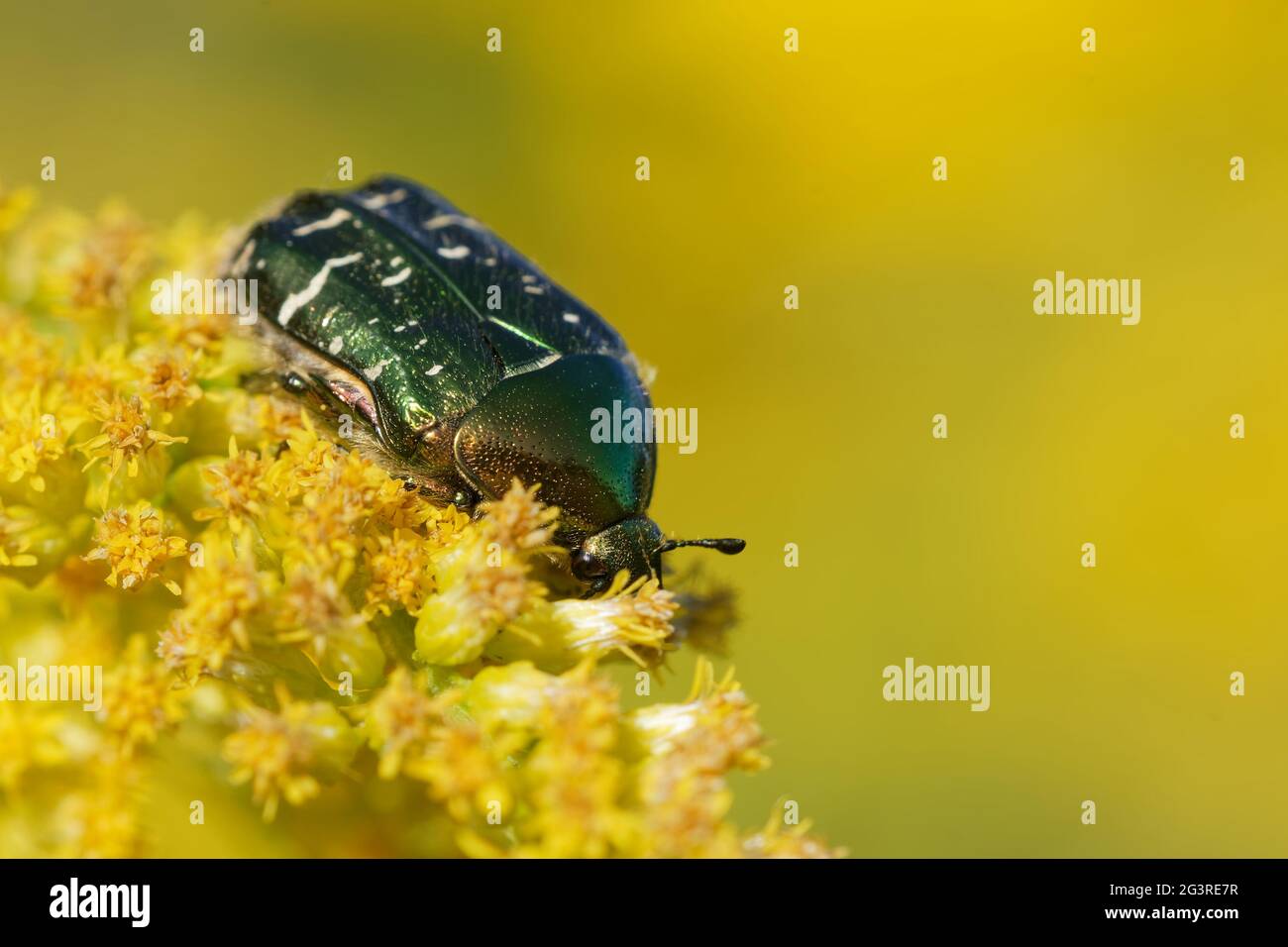 Scarabée de rose brillante dorée sur un yarrow Banque D'Images