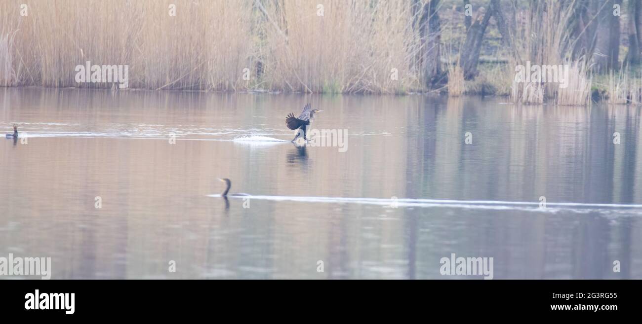 La faune et la nature comme un cormorant Phalacrocorax carbo entre dans la terre sur l'eau, la meilleure photo. Banque D'Images