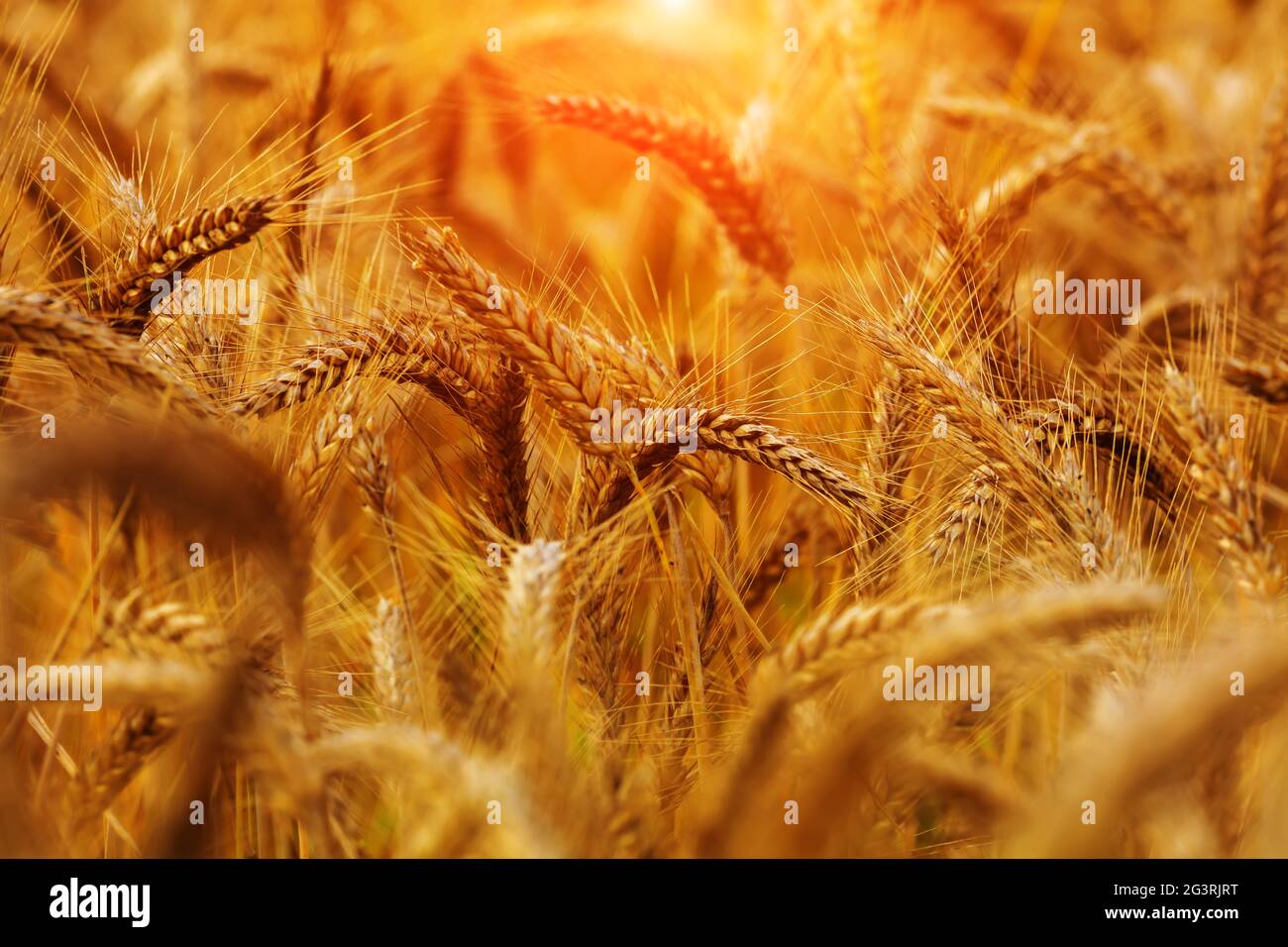 Golden Wheat sundown soirée / détail, lumière de moody, lever du soleil, coucher de soleil, récolte riche, après-midi, humeur Banque D'Images