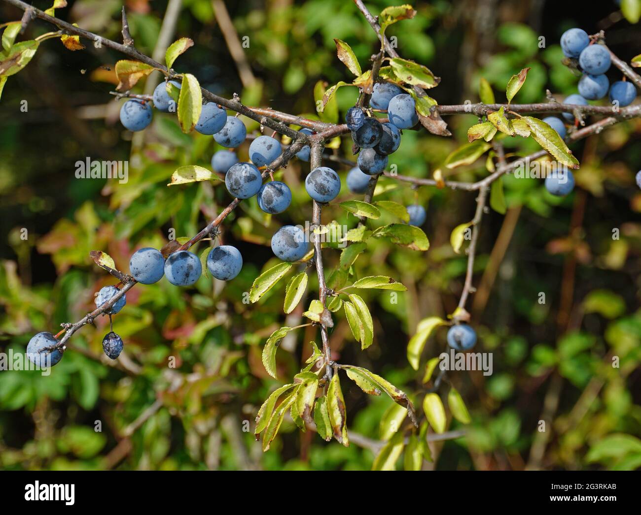 Blackthorn, sloe, harpe noire Banque D'Images