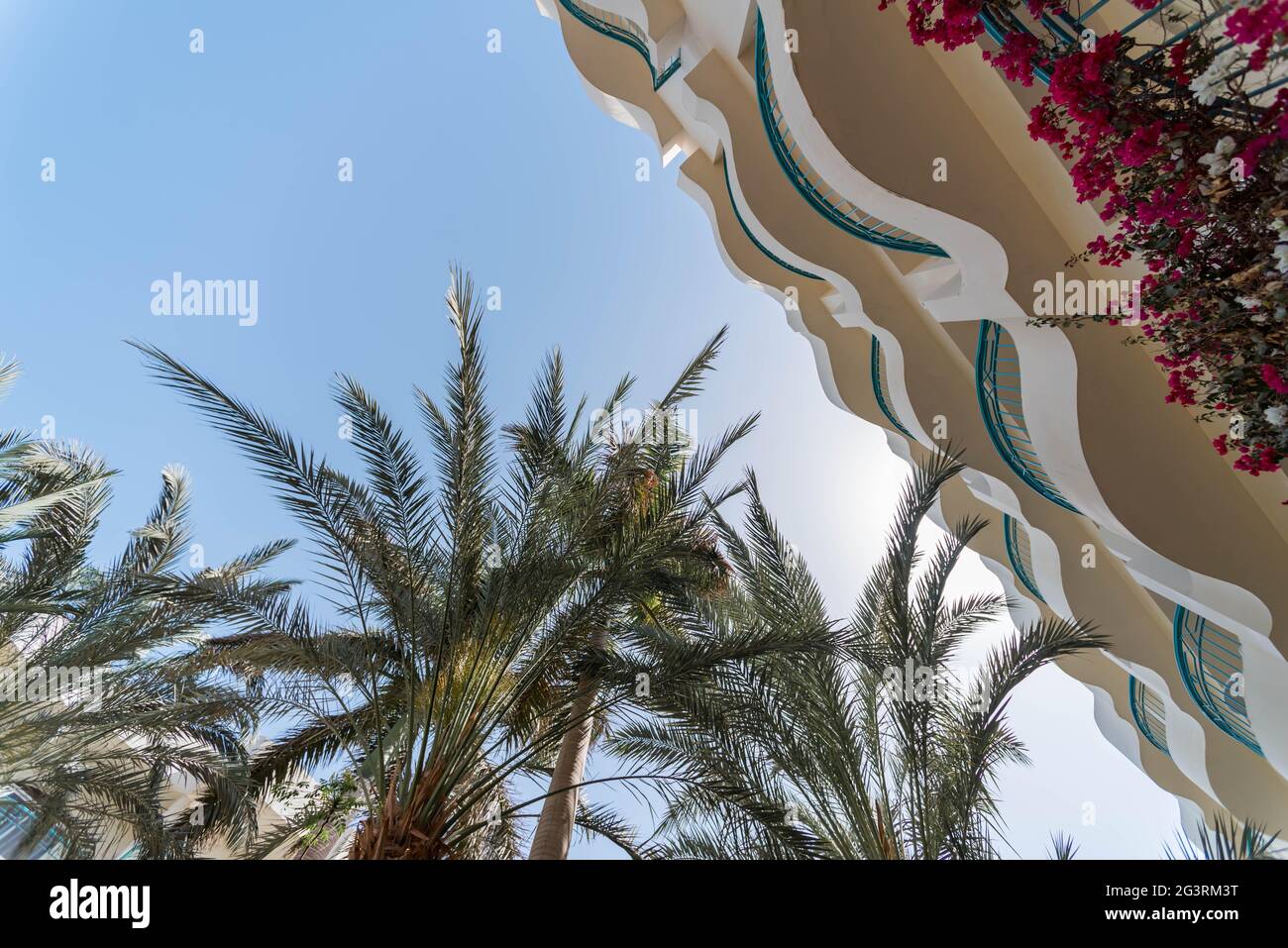vue de dessous des feuilles de palmier contre le ciel bleu en égypte Banque D'Images