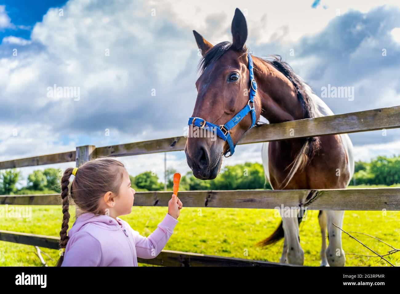 Jeune, blanc caucasien, fille regardant et nourrissant le cheval avec une carotte sur la ferme Banque D'Images