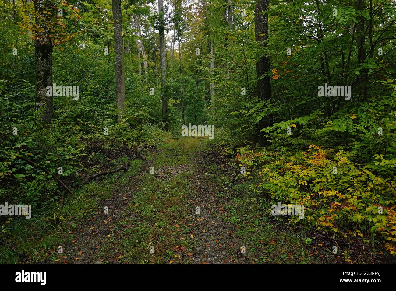 Forêt d'automne en octobre Banque D'Images