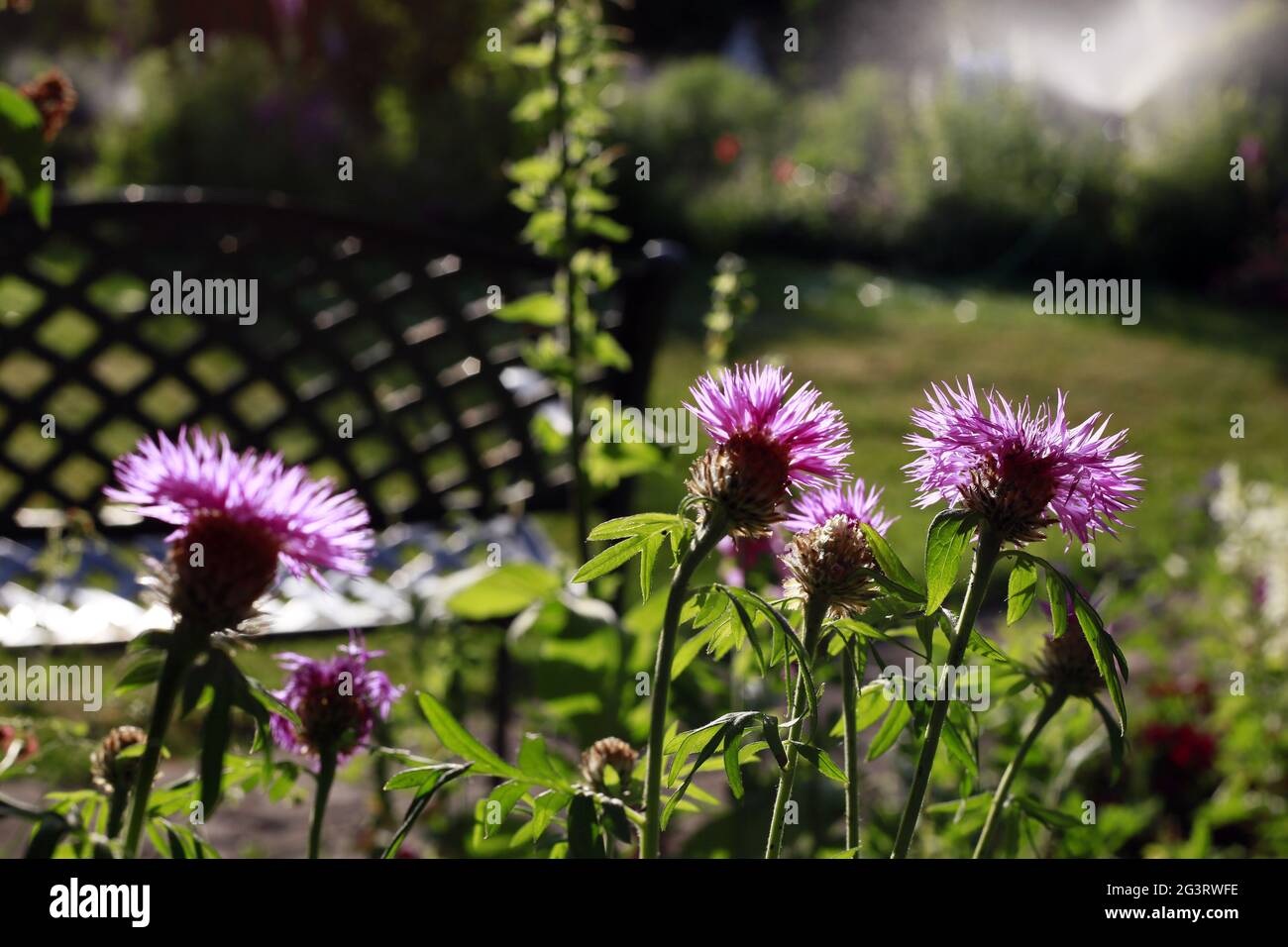 Cornflower perse ou cornflower blanchi (Centaurea dealbata) - Fleur en gros plan Banque D'Images