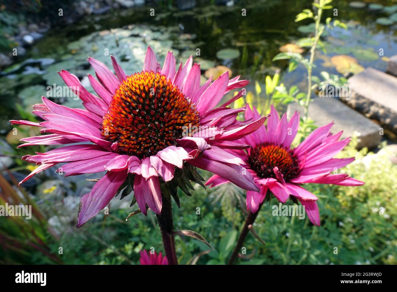 Echinacea purpurea hybride - inflorescence Banque D'Images