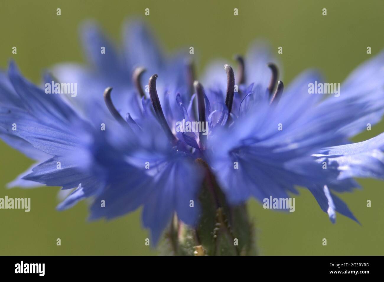 Bleuet, fleur de maïs (Centaurea cyanus), tête de fleur, Autriche Banque D'Images